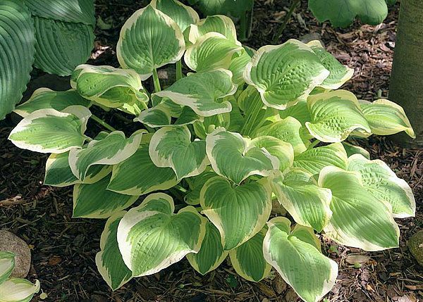 HOSTA ‘Shade Fanfare’ – Rocky Dale Gardens Plant Catalog