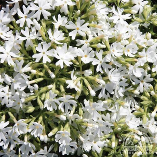 PHLOX subulata ‘Snowflake’ – Rocky Dale Gardens Plant Catalog