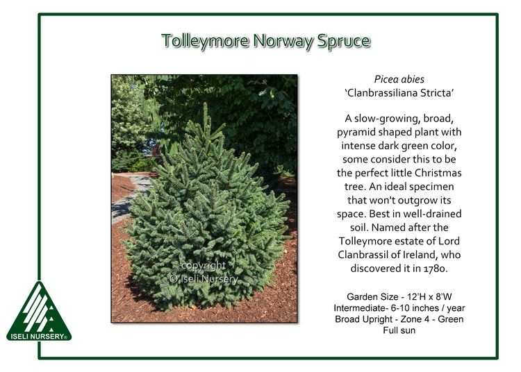 PICEA abies ‘Clanbrassiliana Stricta’ – Rocky Dale Gardens Plant Catalog