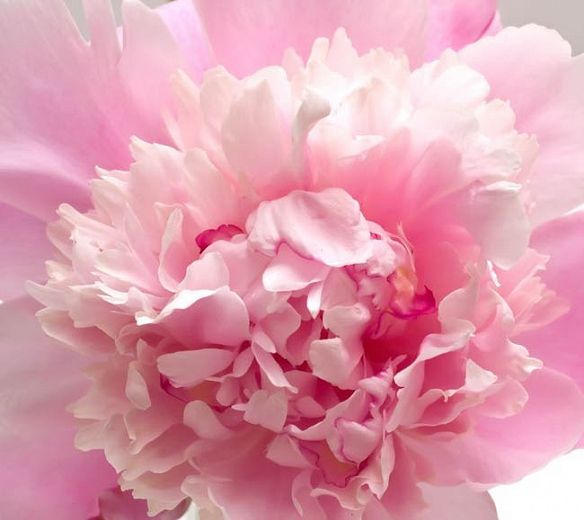 PAEONIA ‘Sorbet’ – Rocky Dale Gardens Plant Catalog