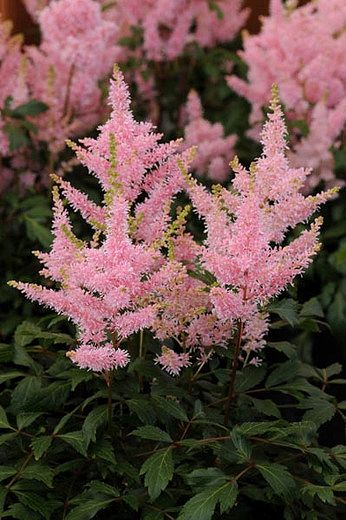 ASTILBE ‘Younique Salmon’ – Rocky Dale Gardens Plant Catalog