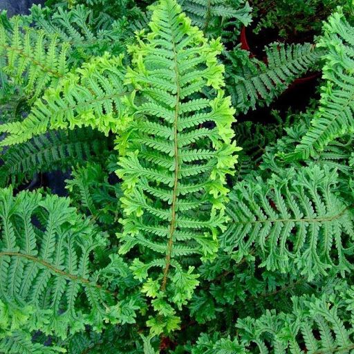 DRYOPTERIS affinis ‘Cristata the King’’ – Rocky Dale Gardens Plant Catalog