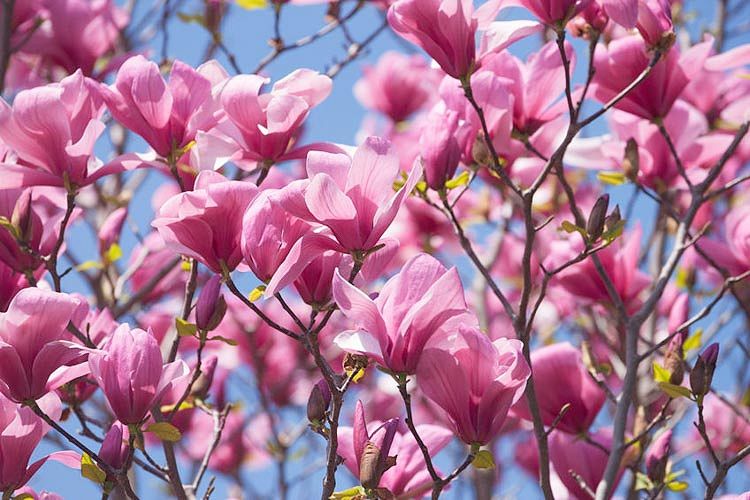 full grown galaxy magnolia tree