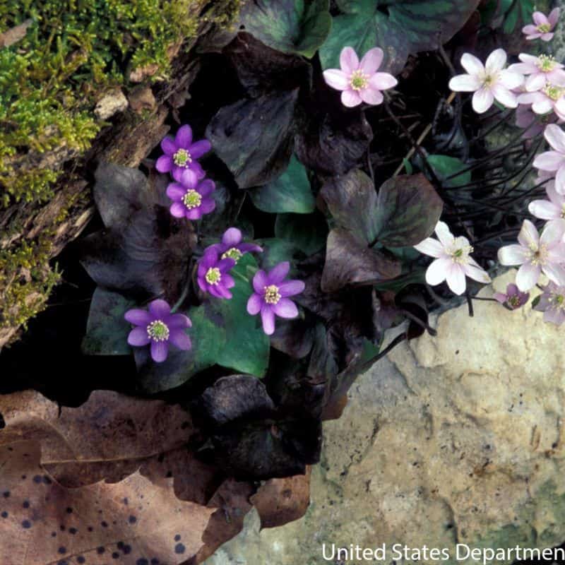 HEPATICA acutiloba Rocky Dale Gardens Plant Catalog