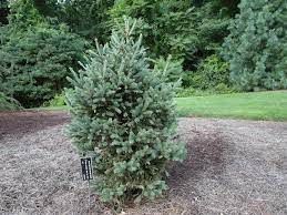 Picea glauca ‘Blue Teardrop’ – Rocky Dale Gardens Plant Catalog