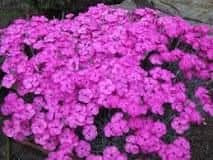 DIANTHUS ‘Blue Hills’ – Rocky Dale Gardens Plant Catalog