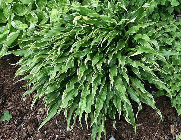 HOSTA ‘Electrocution’ – Rocky Dale Gardens Plant Catalog