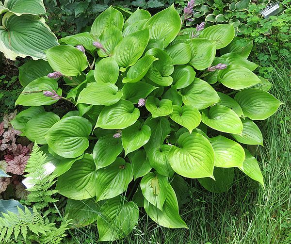 Hosta ‘appletini’ – Rocky Dale Gardens Plant Catalog