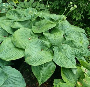 HOSTA ‘Humpback Whale’ – Rocky Dale Gardens Plant Catalog