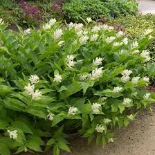 MAIANTHEMUM racemosa – Rocky Dale Gardens Plant Catalog