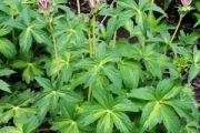 ASTRANTIA major ‘Masterpiece’ – Rocky Dale Gardens Plant Catalog