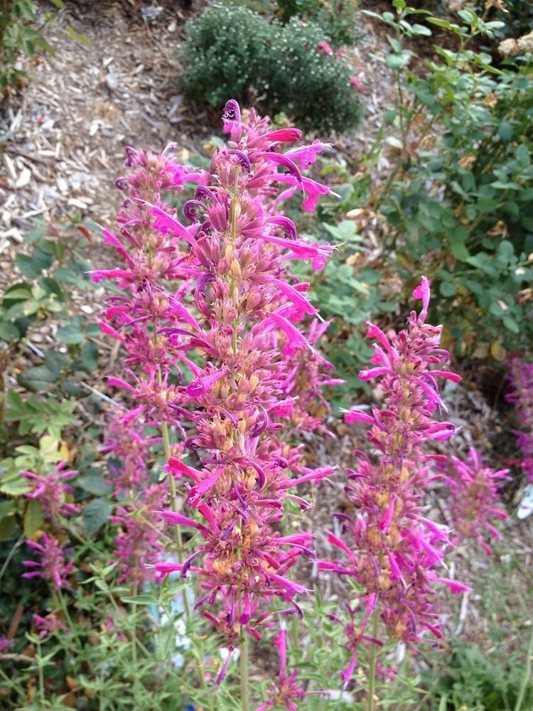 AGASTACHE cana ‘Sonoran Sunset’ – Rocky Dale Gardens Plant Catalog