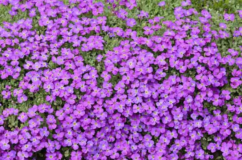 AUBRIETA hybrida ‘Audrey Purple Shades’ – Rocky Dale Gardens Plant Catalog