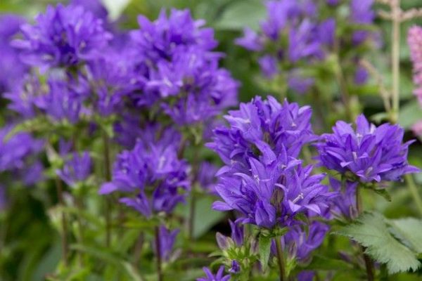 CAMPANULA glomerata ‘Bellefleur Blue’ – Rocky Dale Gardens Plant Catalog