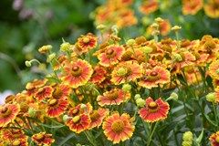 HELENIUM autumnale ‘Salud Embers’ – Rocky Dale Gardens Plant Catalog