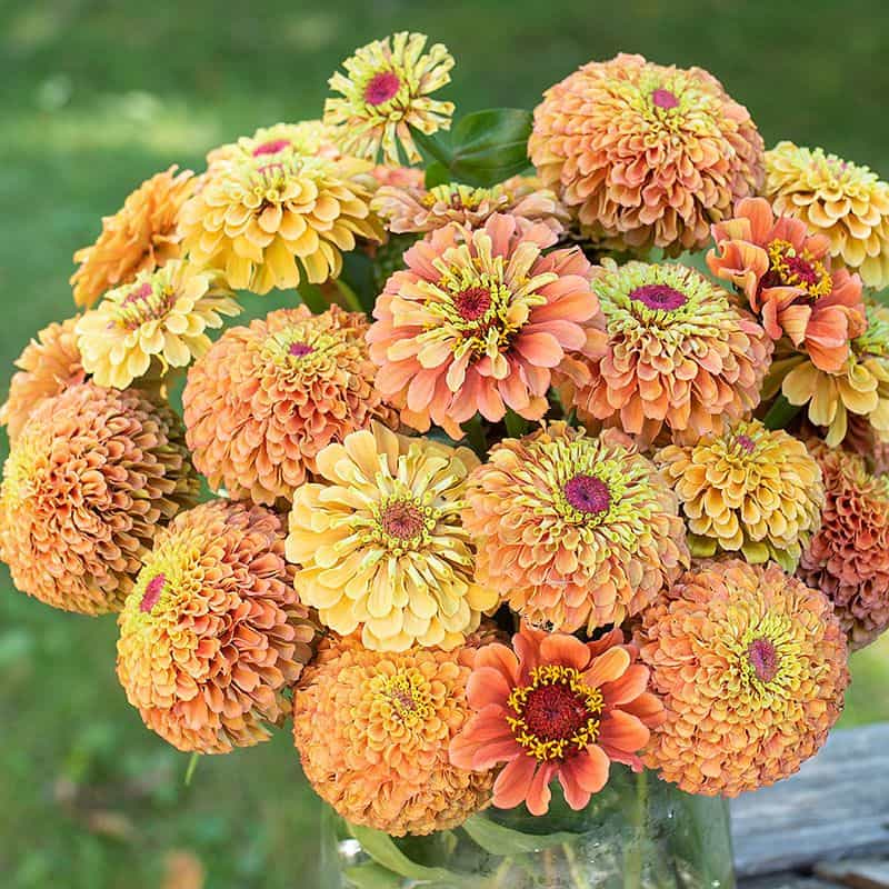 ZINNIA elegans ‘Queeny Orange Lime’ – Rocky Dale Gardens Plant Catalog