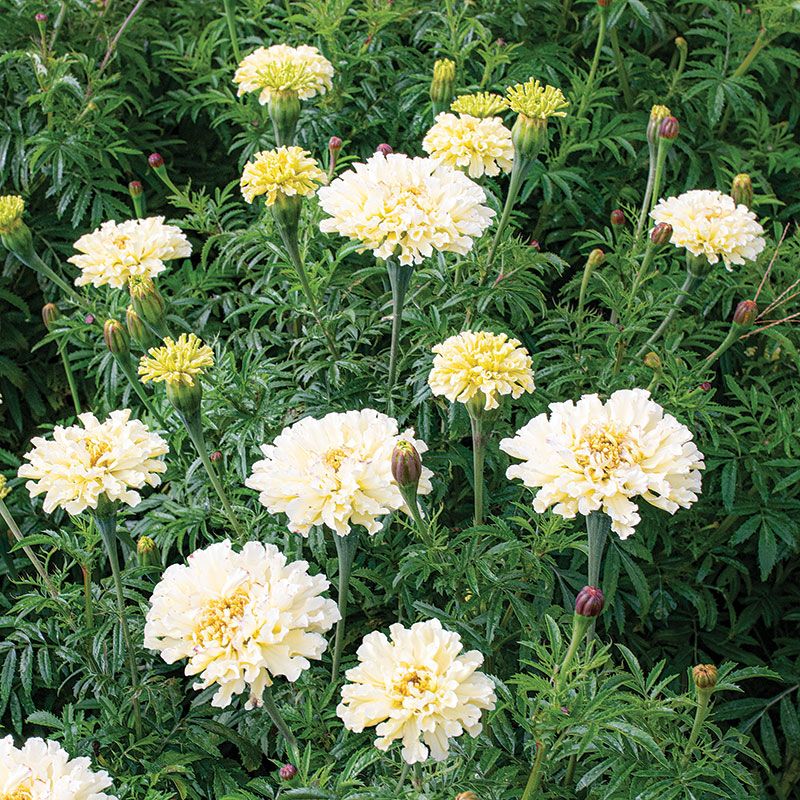 TAGETES erecta ‘Sugar & Spice White’ – Rocky Dale Gardens Plant Catalog