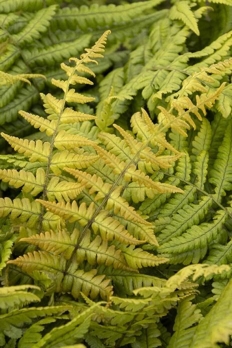 DRYOPTERIS wallichiana ‘Jurassic Gold’ – Rocky Dale Gardens Plant Catalog