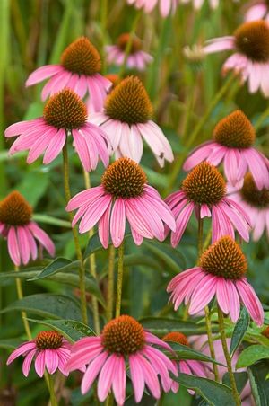 ECHINACEA purpurea – Rocky Dale Gardens Plant Catalog