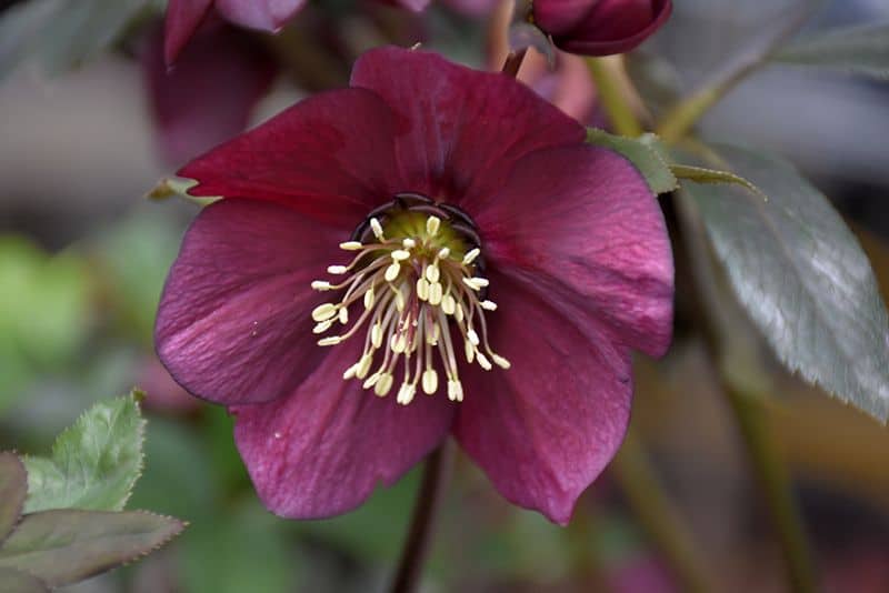 HELLEBORUS ‘Winter Jewels Ruby Wine’ – Rocky Dale Gardens Plant Catalog