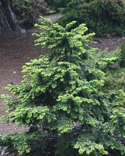 TSUGA canadensis ‘Bergman’s Heli’ – Rocky Dale Gardens Plant Catalog