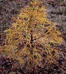 TILIA Cordata ‘Girard’s Nana’ – Rocky Dale Gardens Plant Catalog