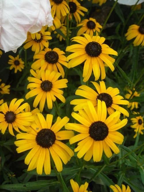 RUDBECKIA ‘Glitters Like Gold’ – Rocky Dale Gardens Plant Catalog