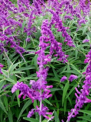 SALVIA leucantha ‘Santa Barbara’ – Rocky Dale Gardens Plant Catalog